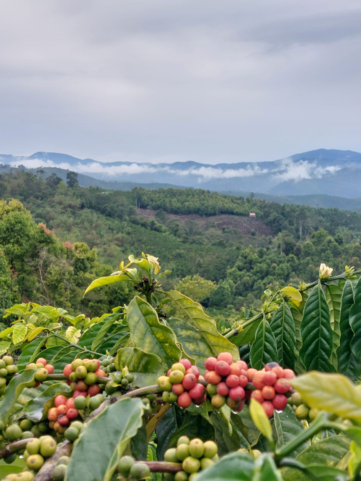 sustainable coffee farming in Java Indonesia