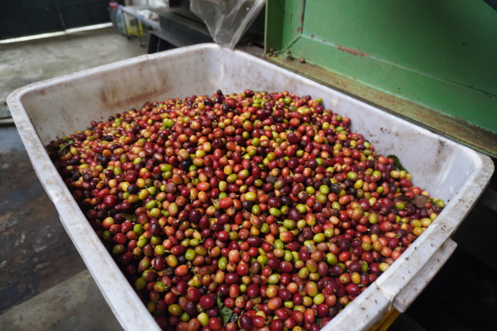 Robusta coffee beans from Indonesia reflecting rising production and export demand in the global coffee market.