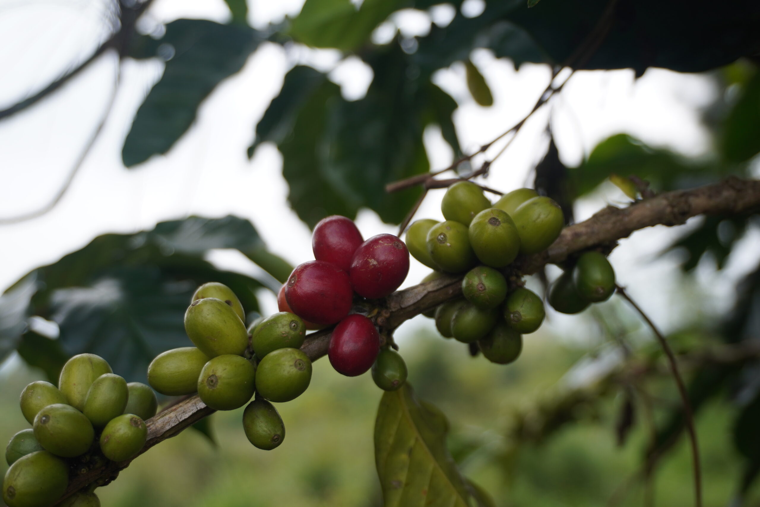 Robusta coffee beans from Indonesia reflecting rising production and export demand in the global coffee market.