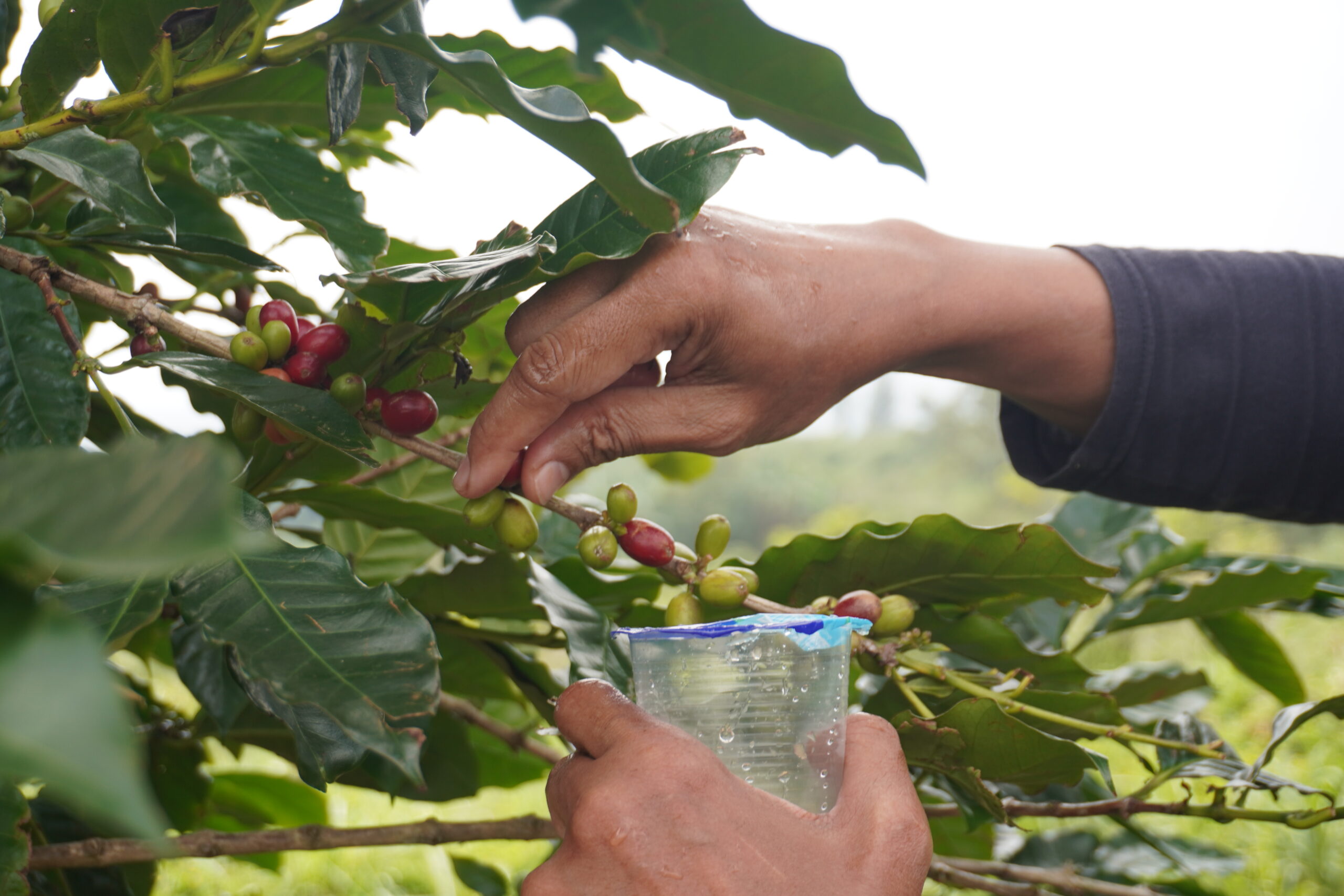 A cup of coffee representing the positive health, cognitive, and social benefits of moderate coffee consumption.